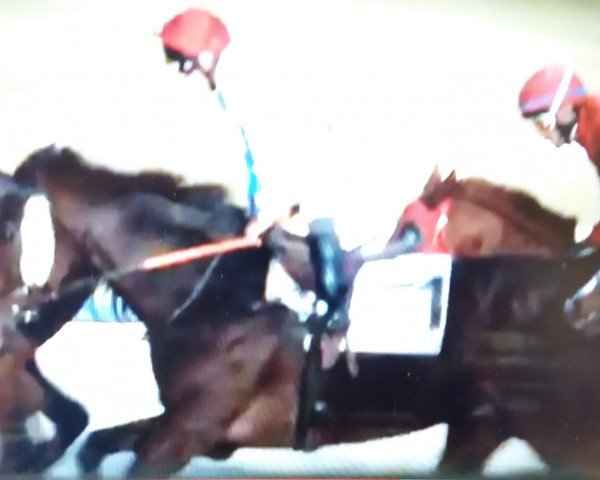 horse Bigfoot xx (Thoroughbred, 2014, from Sunny Sam xx)