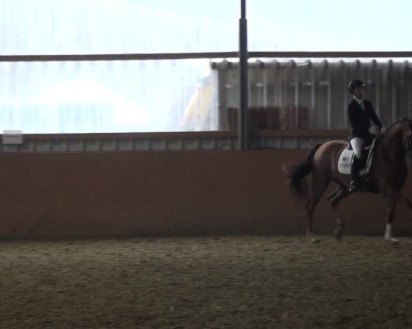 Reitturnier Remscheid, Buscher Hof 2017