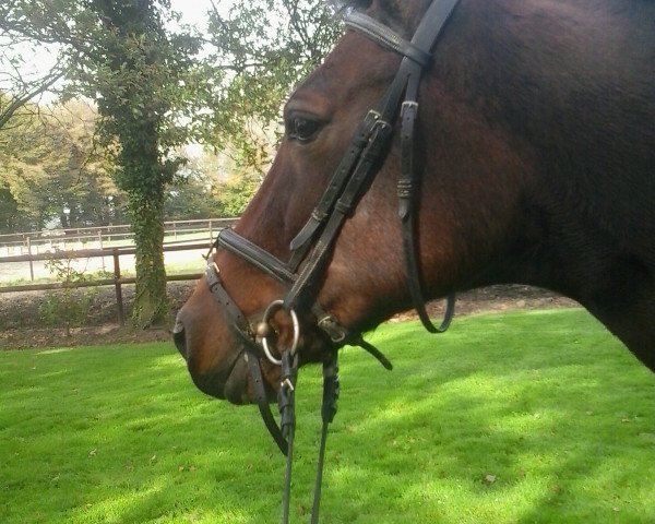 jumper Canaris 37 (German Riding Pony, 1996, from Croupier)