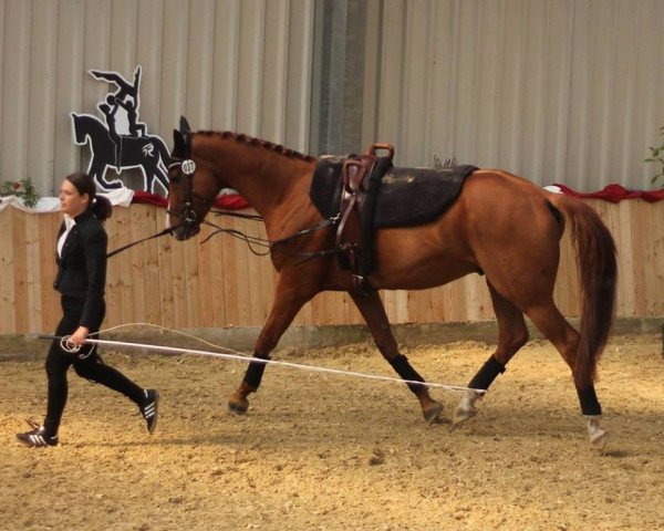 dressage horse Rasputin (Hanoverian, 2008, from Royal Blend)
