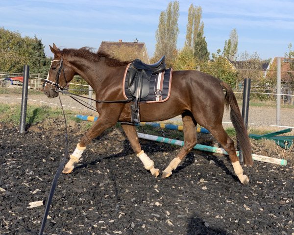 Pferd Floriscounts Girl (Westfale, 2015, von Fuechtels Floriscount OLD)