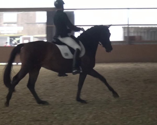 Reitturnier Remscheid, Buscher Hof 2017