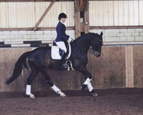 dressage horse Warolus 2 (Hanoverian, 2008, from Weltruhm)