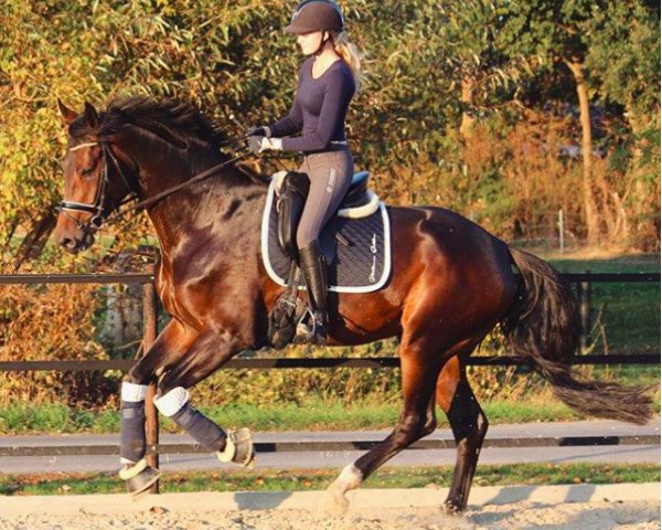 Dressurpferd Montserrat de Will Z (Hannoveraner, 2015, von Dante Weltino Old)