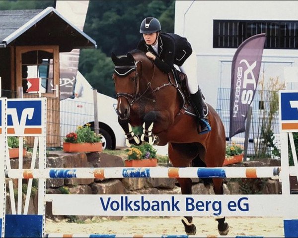 jumper Dornröschen 180 (Holsteiner, 2011, from Canto)
