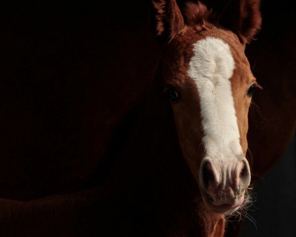 Dressurpferd Habiba Vh Bloemenhof (Belgium Sporthorse, 2013, von Whahid)