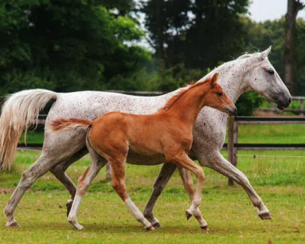 broodmare Ugella (KWPN (Royal Dutch Sporthorse), 2001, from Casco 4)