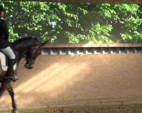 Reitturnier Remscheid, Buscher Hof 2017