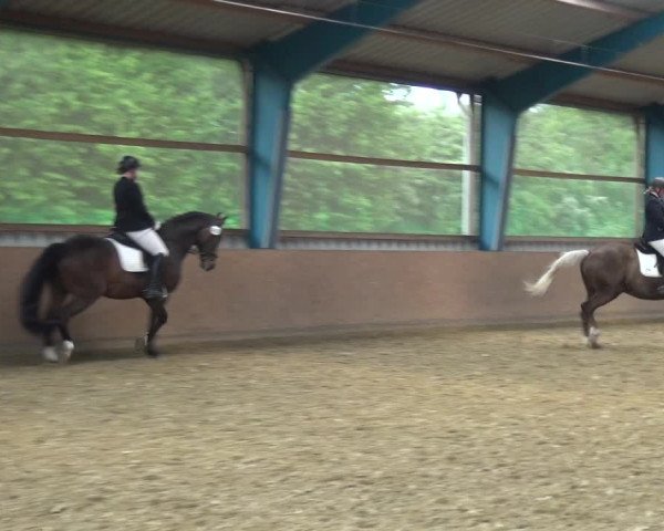Reitturnier Remscheid, Buscher Hof 2017
