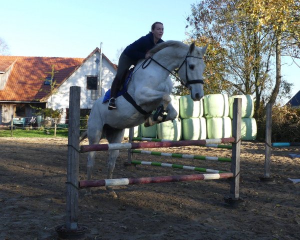 Pferd Silvios Westwall (Hannoveraner, 2005, von Silvio I)
