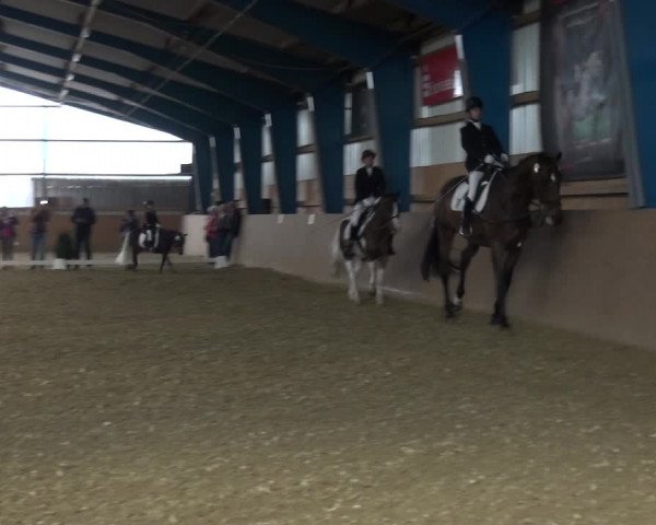 Concorso ippico Remscheid, Buscher Hof 2017