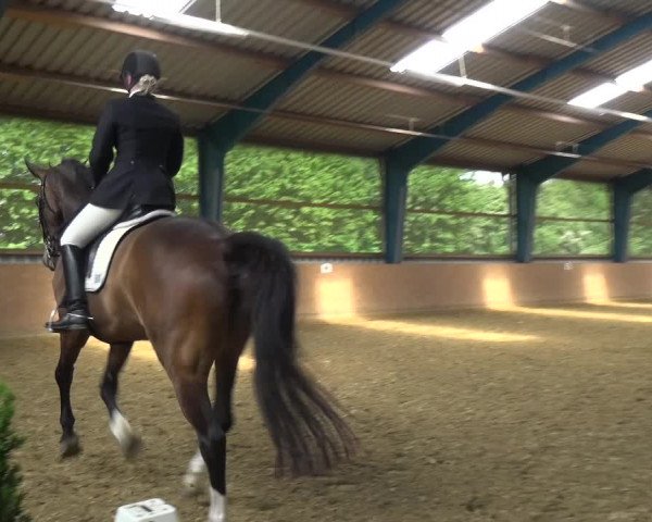 Reitturnier Remscheid, Buscher Hof 2017