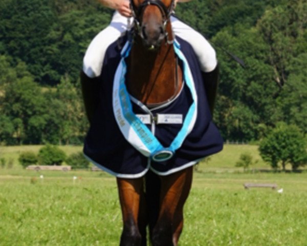 horse Aperol 9 (Bavarian, 2011, from Asti Spumante 7)