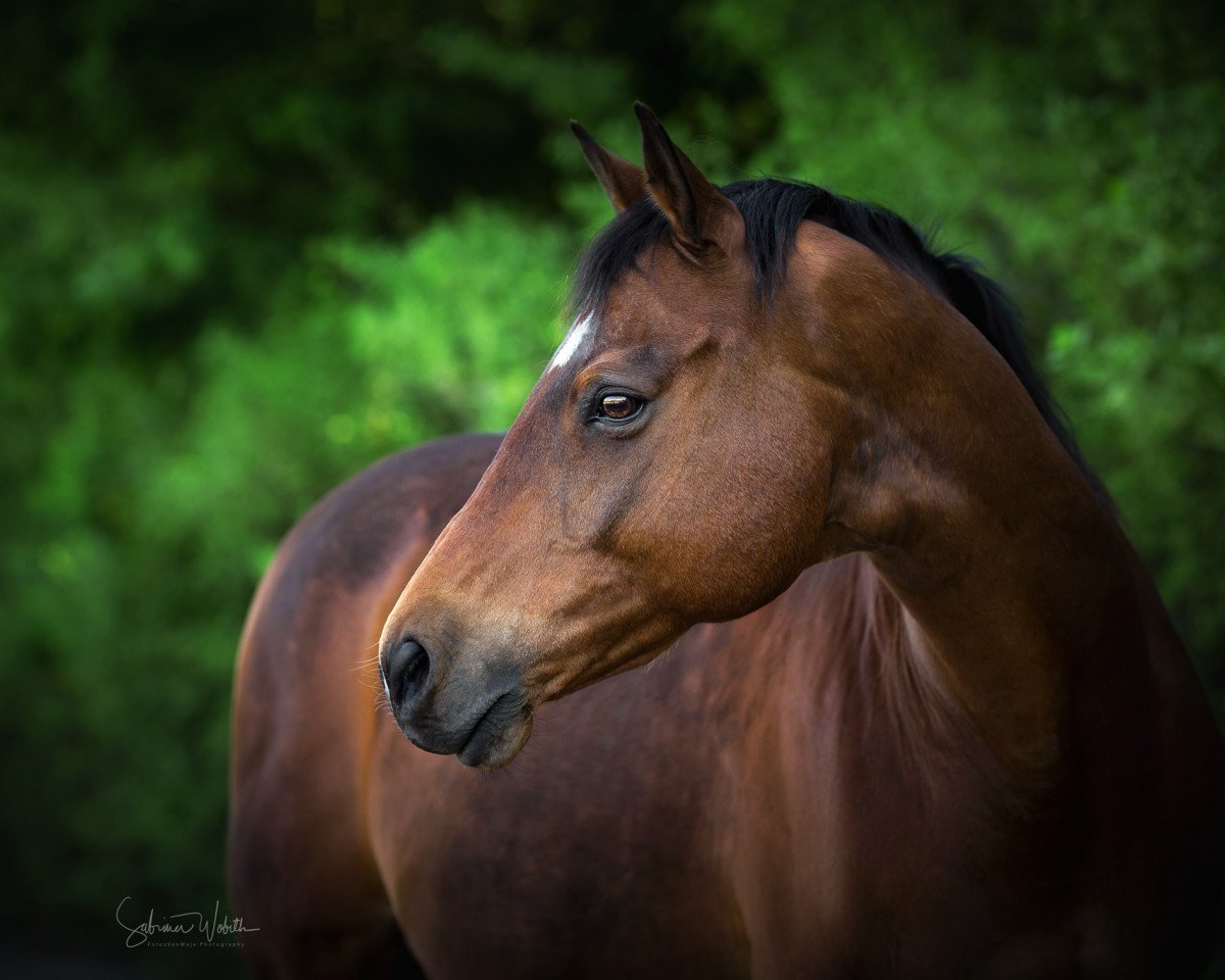 jumper Orlon 4 (Trakehner, 2003, from Caprimond)