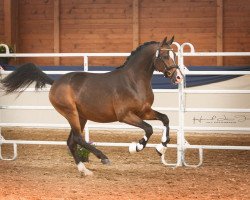 stallion RM Most Beautiful Boy (German Riding Pony, 2016, from Movie Star)