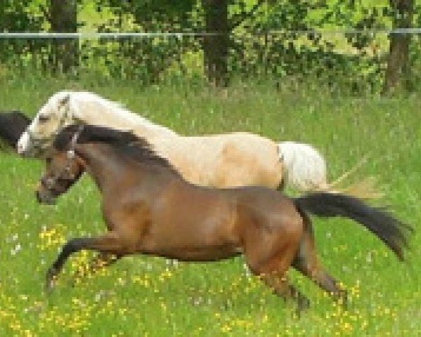 Pferd RM Voice of Love (Deutsches Reitpony, 2013, von RM V-Power)