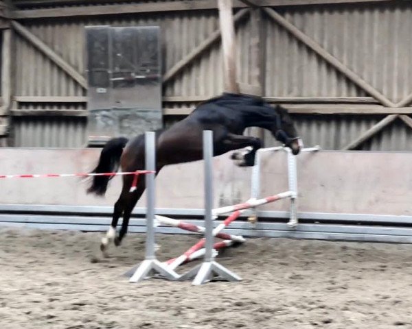 horse Viscerado‘s Zuckerschnute (Hanoverian, 2019, from Viscerado)
