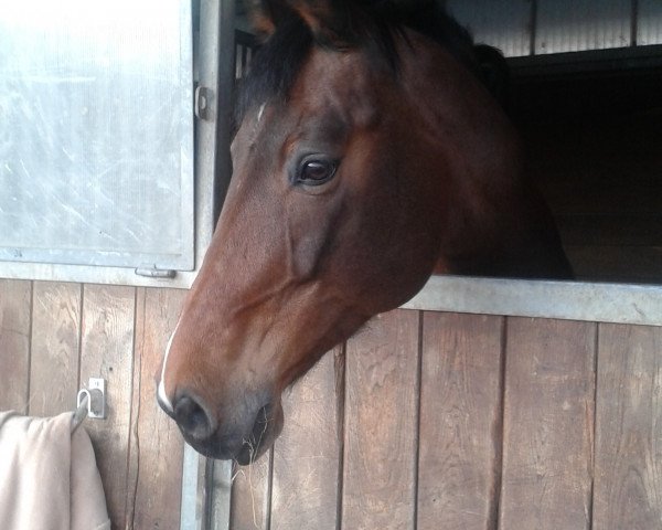 jumper Rhodope (Hungarian Warmblood, 1999, from Rodrigo)