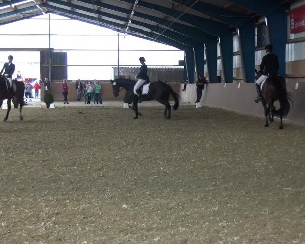 Reitturnier Remscheid, Buscher Hof 2017