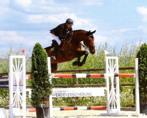jumper Eros van het Denderhof (Belgian Warmblood, 2004, from Obourg)