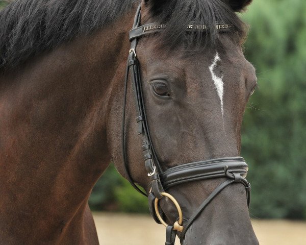 dressage horse Beluah (Hanoverian, 2009, from Buddenbrock)
