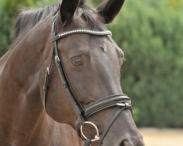 horse Babelou (Hanoverian, 2003, from Buddenbrock)