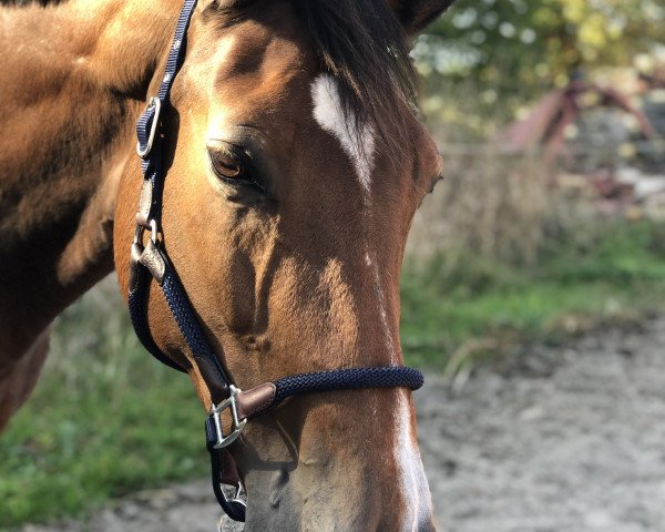 broodmare Calimba de Luna 12 (Westphalian, 2002, from Cordobes I)