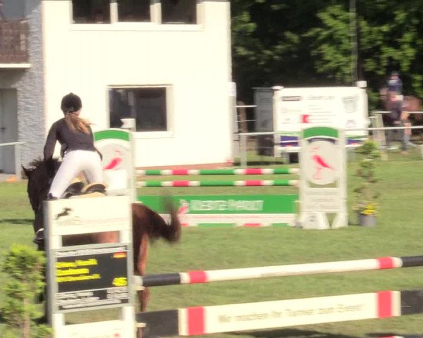 Reitturnier Stukenbrock 2017