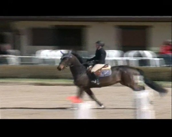 Springpferd Texto Floreval (Selle Français, 2007, von Dulf van den Bisschop)