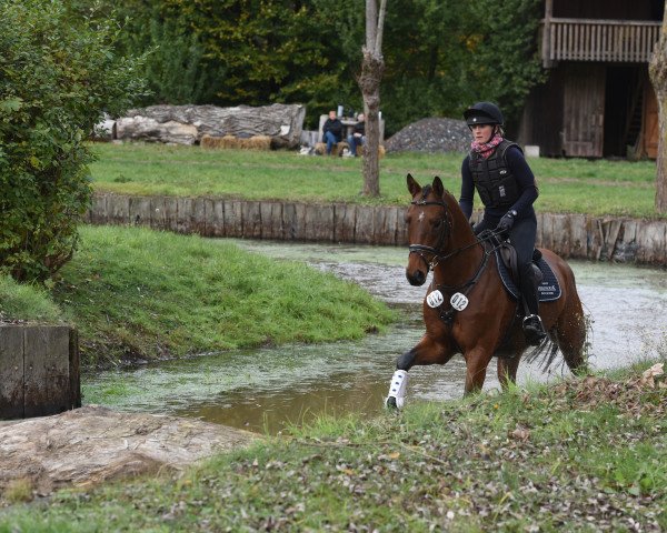 jumper Isselhook's Iroko TSF (Trakehner, 2013, from Donaufischer)