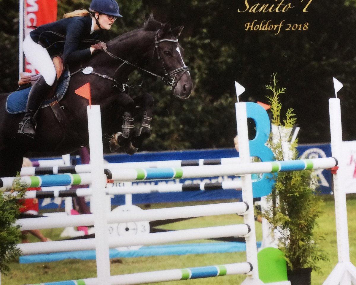 Springpferd Sanito T (Oldenburger, 2009, von Sandro Boy)