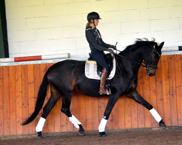 broodmare So Wonderful (Oldenburg, 2012, from Sir Donnerhall I)
