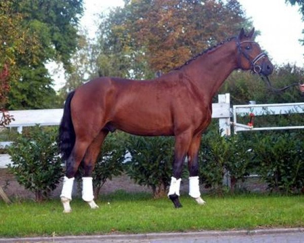 Dressurpferd Fielmann B (Hannoveraner, 2016, von Fuechtels Floriscount OLD)