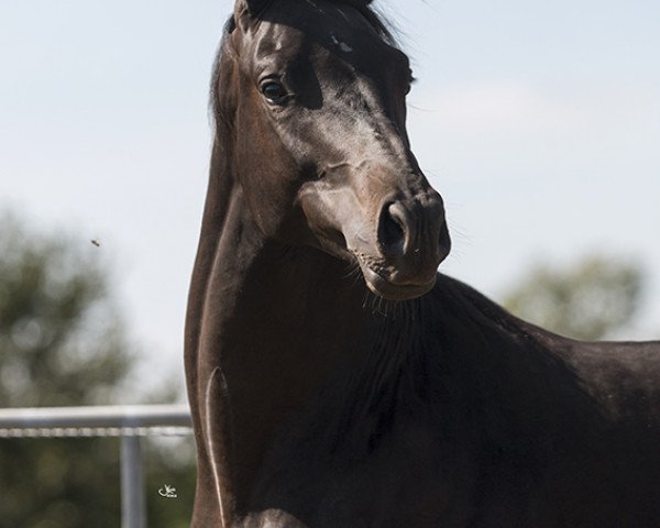 horse Hengst von Honore du Soir/Caprimond (Trakehner, 2017, from Honoré du Soir)