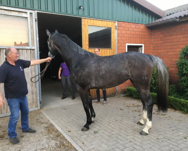 Yegua de cría Cleysa (Caballo de Salto Oldenburgués, 2015, de Clinton)