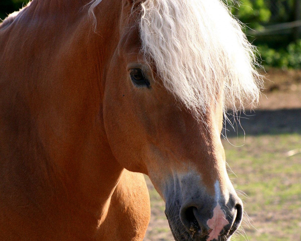 stallion Nascher (Haflinger, 1995, from 1456 Nestroy)