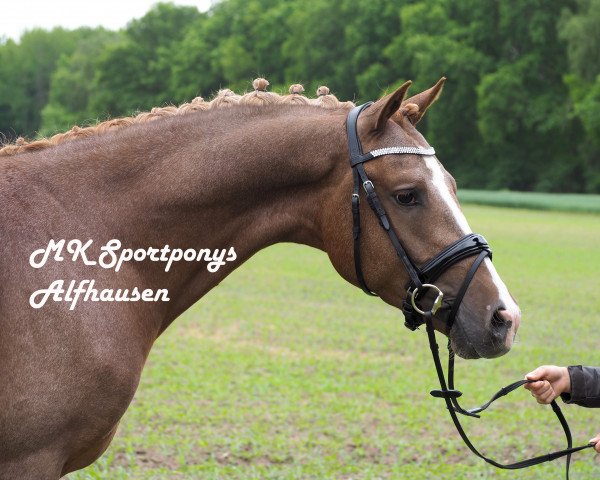 horse Asterix (German Riding Pony, 2014, from Kastanienhof Cockney Cracker)