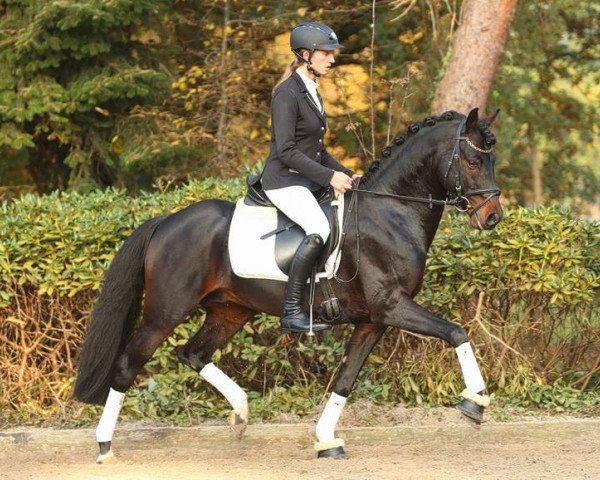 stallion Corbinian (German Warmblood, 2009, from Carry Gold)