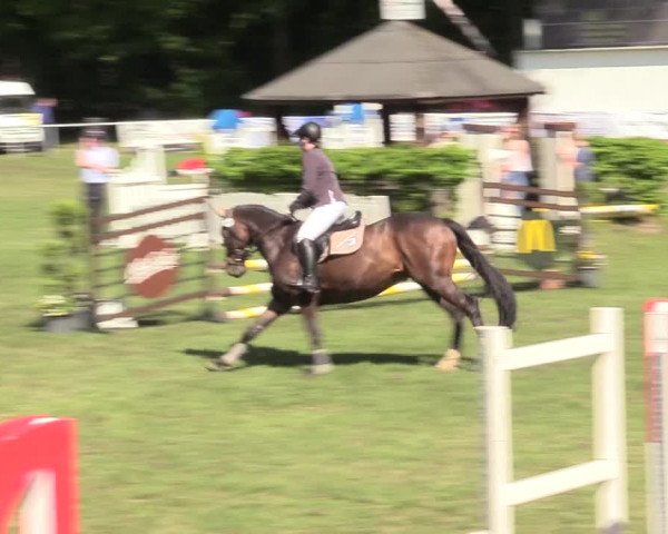 Reitturnier Stukenbrock 2017