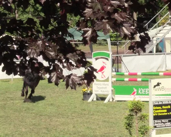 Reitturnier Stukenbrock 2017