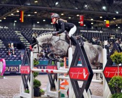 jumper Cryptonite (Oldenburg show jumper, 2011, from Contendro I)