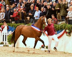 stallion Cadilo (Holsteiner, 2016, from Casall Ask)