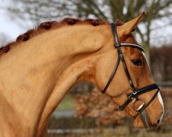 horse For Dancer (Oldenburg, 2012, from For Compliment)