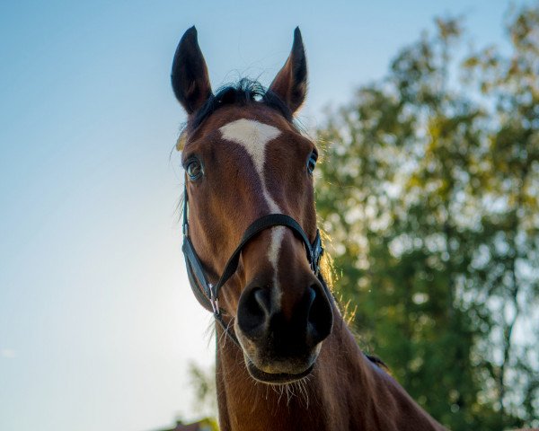horse El Bundee (Hanoverian, 2006, from El Bundy)