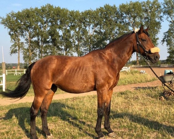 horse Autumn Breeze 2 (Hanoverian, 1992, from Acapulco 99 FIN)