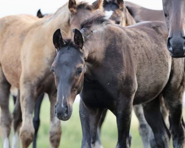 stallion Falmari Z (Zangersheide riding horse, 2021, from Flint)