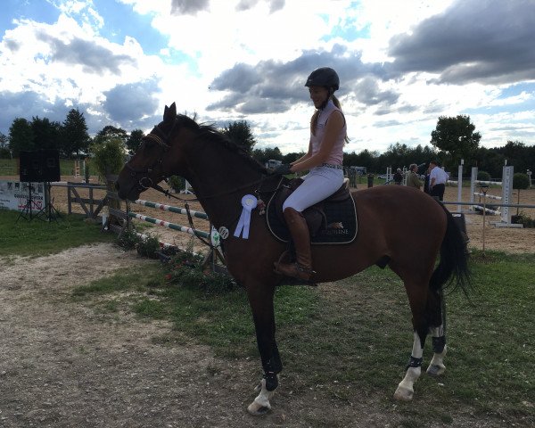 stallion Cheppetto's Chip (Holsteiner, 2009, from Ab 19 Chepetto)
