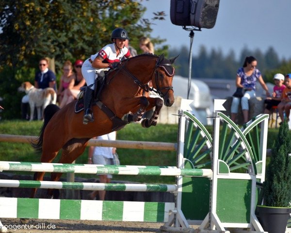 jumper Camira 96 (Westphalian, 2013, from Christdorn)