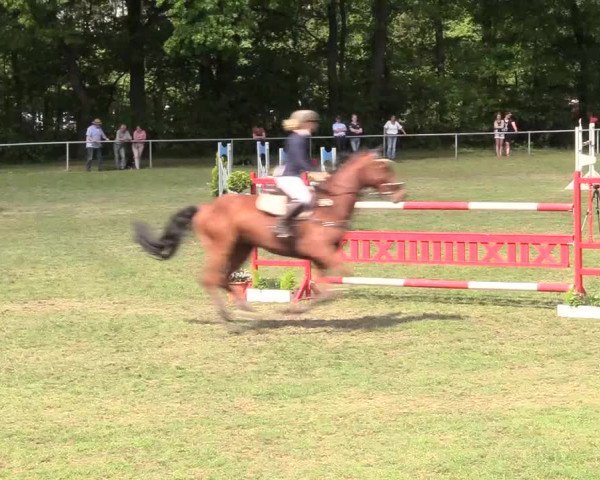 Reitturnier Stukenbrock 2017