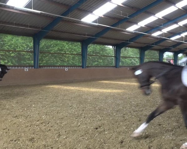 Reitturnier Remscheid, Buscher Hof 2017